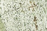 Polished Rainforest Jasper (Rhyolite) Slab - Australia #221929-1